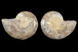 Cut & Polished, Agatized Ammonite Fossil - Jurassic #93530-1